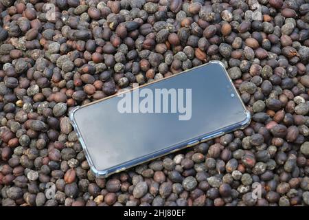 Smartphone auf dem Bett der getrockneten Kaffeebohnen, Konzept des ökologischen Landbaus und Technologie Stockfoto