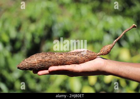 Cassava oder Tapioka in der Hand gehalten nach der Ernte, Tapioka Ertrag aus der Pflanze Stockfoto