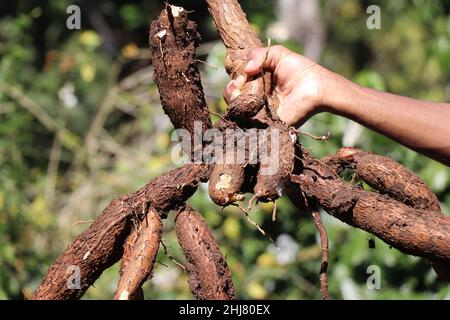 Große Cassava-Wurzeln nach der Ernte in der Hand gehalten gegen natürliches Sonnenlicht auf Naturhintergrund, Dig oder Harvest Wurzeln von Tapioka Stockfoto