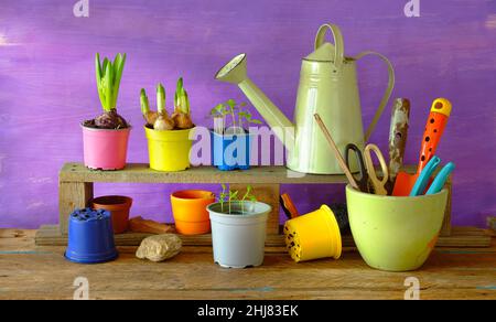 Hyazinthe und primula Blumen, Gartengeräte auf Holztisch. Gartenarbeit im Frühling, gute Kopiefläche Stockfoto