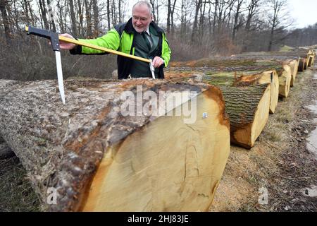 Erfurt, Deutschland. 27th Januar 2022. Volker Gebhardt, Vorstandsmitglied von ThüringenForst, blickt auf ein Eichenholz mit 2,59 festen Metern, das nach der Laubholz- und Weichholzauktion 2022 auf der Einreichungsstelle ThüringenForst für 4607 Euro versteigert wurde. Besonders wertvolle Baumstämme aus Thüringens Wäldern, insgesamt rund 700 Lose, kamen zum Angebot. Die Eiche dominierte unter den 16 Laub- und Nadelbaumarten. Quelle: Martin Schutt/dpa-Zentralbild/dpa/Alamy Live News Stockfoto