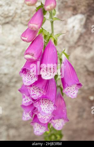 Pink Foxglove Nahaufnahme Makro mit trypophobia Vibes Stockfoto