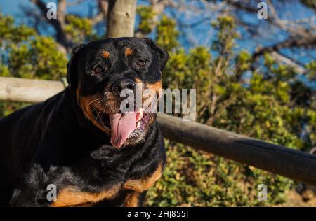 Rottweiler Hund einer gefährlichen Rasse, der ohne Schnauze läuft Stockfoto