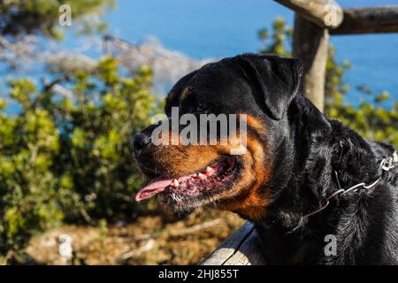 Rottweiler Hund einer gefährlichen Rasse, der ohne Schnauze läuft Stockfoto