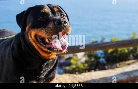 Rottweiler Hund einer gefährlichen Rasse, der ohne Schnauze läuft Stockfoto