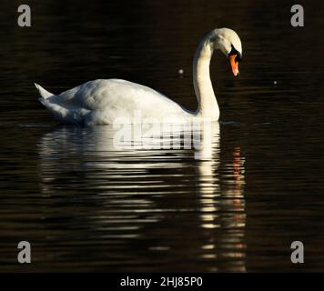 Der Mute Swan ist einer der größten Wasservögel Großbritanniens und ein in der Stadt und auf dem Land üblicher Anblick. Sie bilden starke Paarbindungen und sind sehr territorial Stockfoto