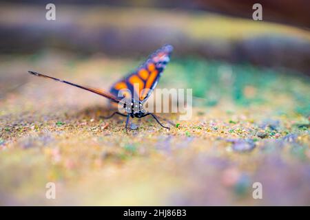 Nahaufnahme eines großen tropischen Schmetterlings Stockfoto