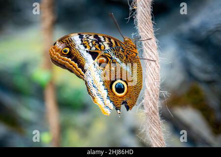 Nahaufnahme eines großen tropischen Schmetterlings Stockfoto