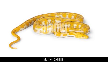 Weibliche juvenile retikulierte Python aka Malayopython reticulatus Schlange, in voller Länge isoliert auf weißem Hintergrund. Zunge raus. Stockfoto