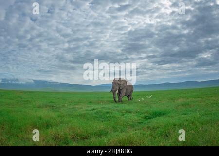 Ein afrikanischer Elefantenbulle aus Savanne wandert durch kurzes grünes Gras des Ngorongoro-Krater in Tansania Stockfoto
