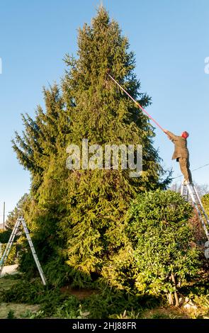 Gärtner schneidet die Zweige einer hohen Kiefer mit Schneideschneidern im Garten. Stockfoto