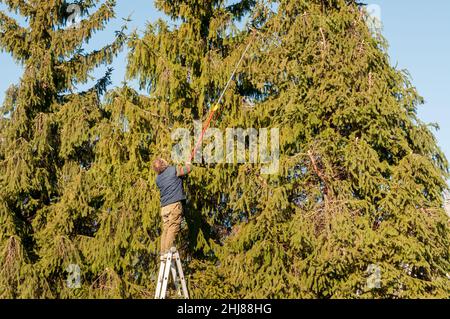 Gärtner schneidet die Zweige einer hohen Kiefer mit Schneideschneidern im Garten. Stockfoto