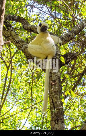 Deckens Sifaka-Lemur (propithecus verreauxi deckeni), Tsingy de Bemaraha N.P. Madagaskar. Stockfoto