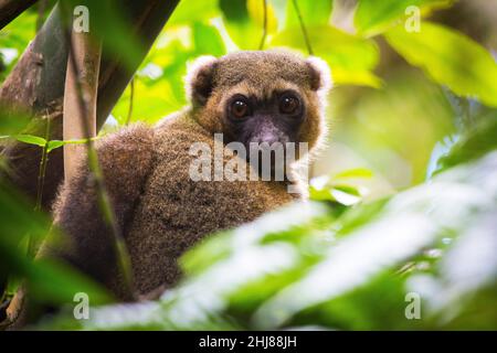 Golden Bamboo Lemur oder Golden Lemur (Hapalemur aureus, Ranomafana N.P. Madagaskar. Stockfoto