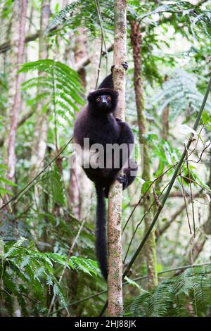 Milne-Edwards' Sifaka (Propithecus edwardsi), Ranomafana N.P. Madagaskar. Stockfoto