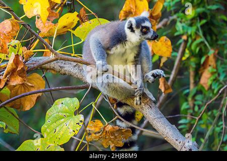 Ringschwanz-Lemur (Lemur catta), Isalo N.P. Madagaskar. Stockfoto