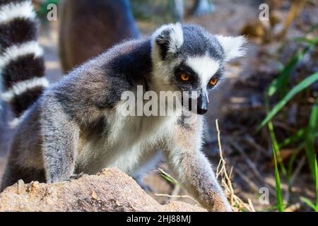 Ringschwanz-Lemur (Lemur catta), Isalo N.P. Madagaskar. Stockfoto