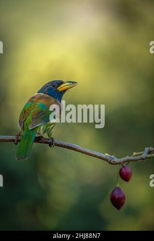 Porträt eines großen Barbets auf einem sauberen Barsch an einem künstlichen Fell in Sattal, Uttarakhand Stockfoto