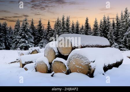 Abendlandschaft mit Holzstämmen unter Schnee auf Winterwiese in Waldlichtung Stockfoto