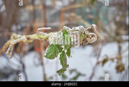 Blumen des Laubgrases, Büsche bedeckt mit Eiskruste nach dem eisigen Regen, Fragment, Hintergrund. Ausgewählter Fokus Stockfoto