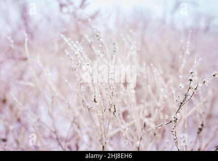 Blumen des Laubgrases, Büsche bedeckt mit Eiskruste nach dem eisigen Regen, Fragment, Hintergrund. Ausgewählter Fokus Stockfoto