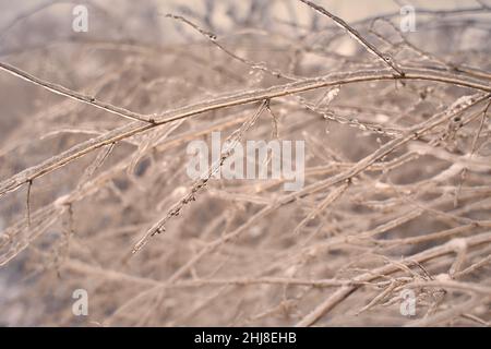 Blumen des Laubgrases, Büsche bedeckt mit Eiskruste nach dem eisigen Regen, Fragment, Hintergrund. Ausgewählter Fokus Stockfoto