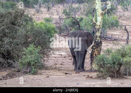 Elefanten im Krüger Nationalpark Südafrika Detail kommen Stockfoto