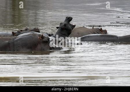 Flusspferde ruhen im kruger Park Südafrika Pool Stockfoto
