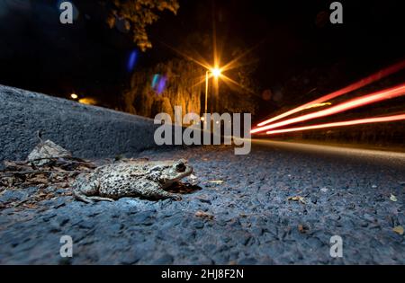 Common Toad Bufo Bufo überquert nachts eine stark befahrene Straße in West Yorkshire Stockfoto