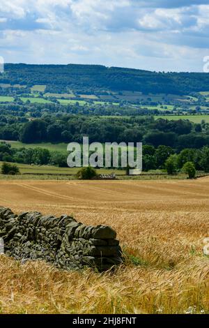 Landschaftlich reizvoller Bauernhof mit reifender goldgelber Gerste (Ackerland), der auf dem Land am Talhang wächst - North Yorkshire, England, Großbritannien. Stockfoto