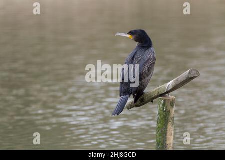 Kormoran (Phalacrocorax carbo) Wintergefieder dunkelbronzegrün violett schimmern. Lange gehakte grau gelb basierte Bill blaue Augen. Auf dem Pfosten Stockfoto