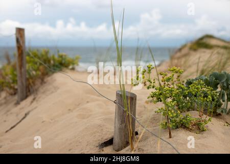 Nahaufnahme von Gras in den Dünen von Soulac sur Mer, Frankreich mit dem Strand des Atlantischen Ozeans im Hintergrund Stockfoto