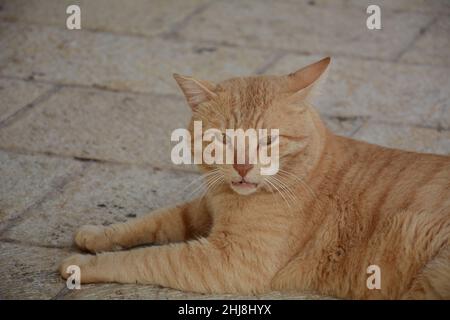 Auf dem Bürgersteig liegt eine rote Katze. Niedliche Tiere. Stadtfauna. Stockfoto