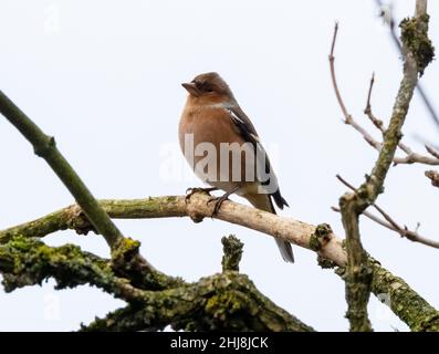 Männlicher Chaffinch (Fringilla coelebs) thront in einem Baum, West Lothian, Schottland. Stockfoto