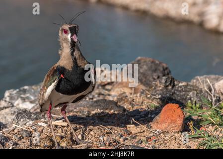 Southern Lapwing, Vanellus chilensis in Ansenuza Sea, Cordoba, Argentinien. Stockfoto