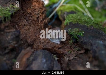 Bankmaus -Myodes glareolus. Stockfoto