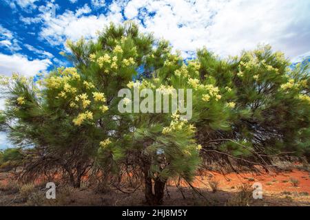 Grevillea Moonlight (grevillea whiteana) blüht in Gobi Desert, WA, Australien. Stockfoto