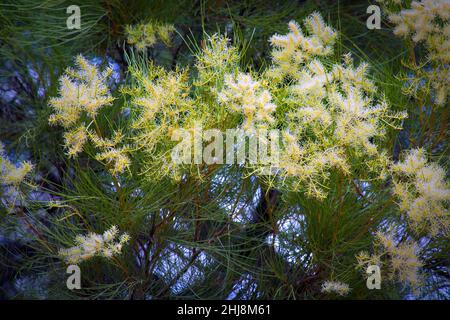 Grevillea Moonlight (grevillea whiteana) blüht in Gobi Desert, WA, Australien. Stockfoto