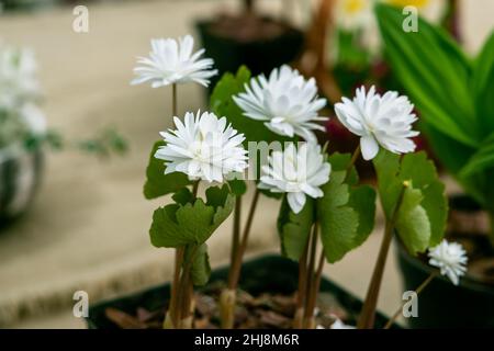 Anemonella thalictroides Kikuzaki im Frühling blüht Weiß im Garten Stockfoto