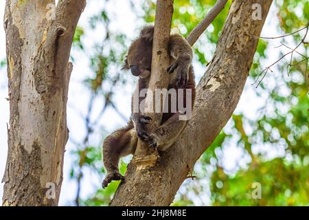 Schlafende wilde Koala in den Bäumen, Fütterung und Ruhe. Westaustralien . Stockfoto