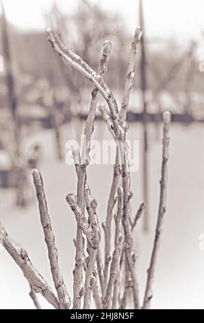 Blumen des Laubgrases, Büsche bedeckt mit Eiskruste nach dem eisigen Regen, Fragment, Hintergrund. Ausgewählter Fokus Stockfoto