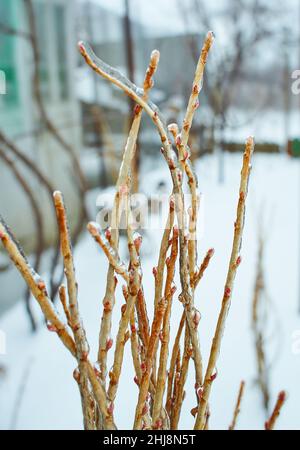 Blumen des Laubgrases, Büsche bedeckt mit Eiskruste nach dem eisigen Regen, Fragment, Hintergrund. Ausgewählter Fokus Stockfoto