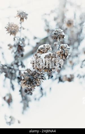 Blumen des Laubgrases, Büsche bedeckt mit Eiskruste nach dem eisigen Regen, Fragment, Hintergrund. Ausgewählter Fokus Stockfoto