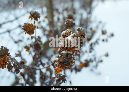 Blumen des Laubgrases, Büsche bedeckt mit Eiskruste nach dem eisigen Regen, Fragment, Hintergrund. Ausgewählter Fokus Stockfoto