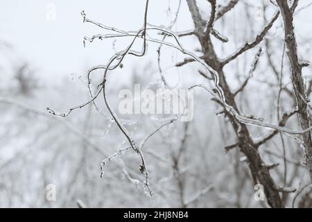 Blumen des Laubgrases, Büsche bedeckt mit Eiskruste nach dem eisigen Regen, Fragment, Hintergrund. Ausgewählter Fokus Stockfoto