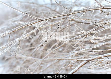 Blumen des Laubgrases, Büsche bedeckt mit Eiskruste nach dem eisigen Regen, Fragment, Hintergrund. Ausgewählter Fokus Stockfoto