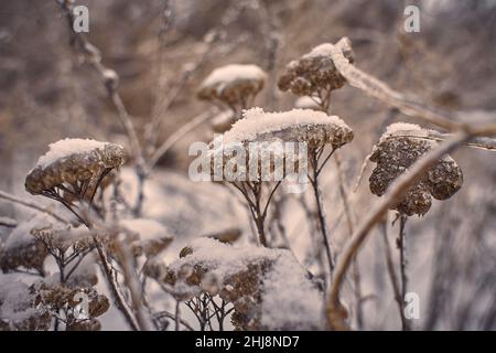 Blumen des Laubgrases, Büsche bedeckt mit Eiskruste nach dem eisigen Regen, Fragment, Hintergrund. Ausgewählter Fokus Stockfoto