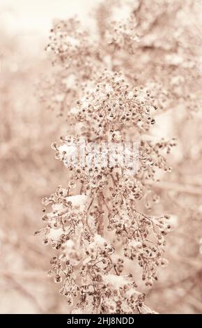 Blumen des Laubgrases, Büsche bedeckt mit Eiskruste nach dem eisigen Regen, Fragment, Hintergrund. Ausgewählter Fokus Stockfoto