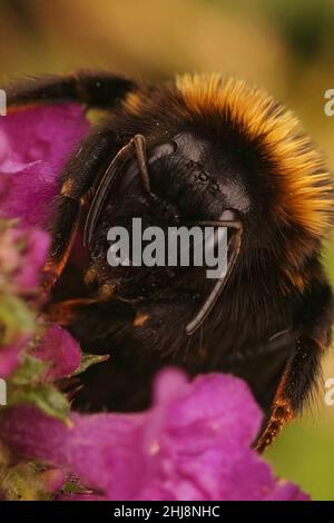 Vertikale Nahaufnahme der schwarzen Kuckuck-Bumble Bee, Bombus vestalis, die auf einer violetten Blume sitzt Stockfoto