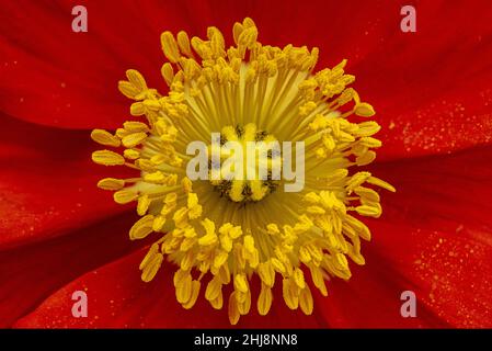 Nahaufnahme von rotem Mohn mit gelber Mitte Stockfoto